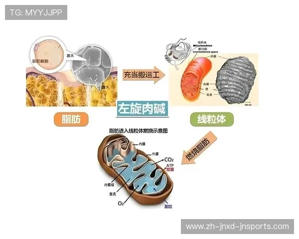 高强度训练对脂肪燃烧与减重的科学原理